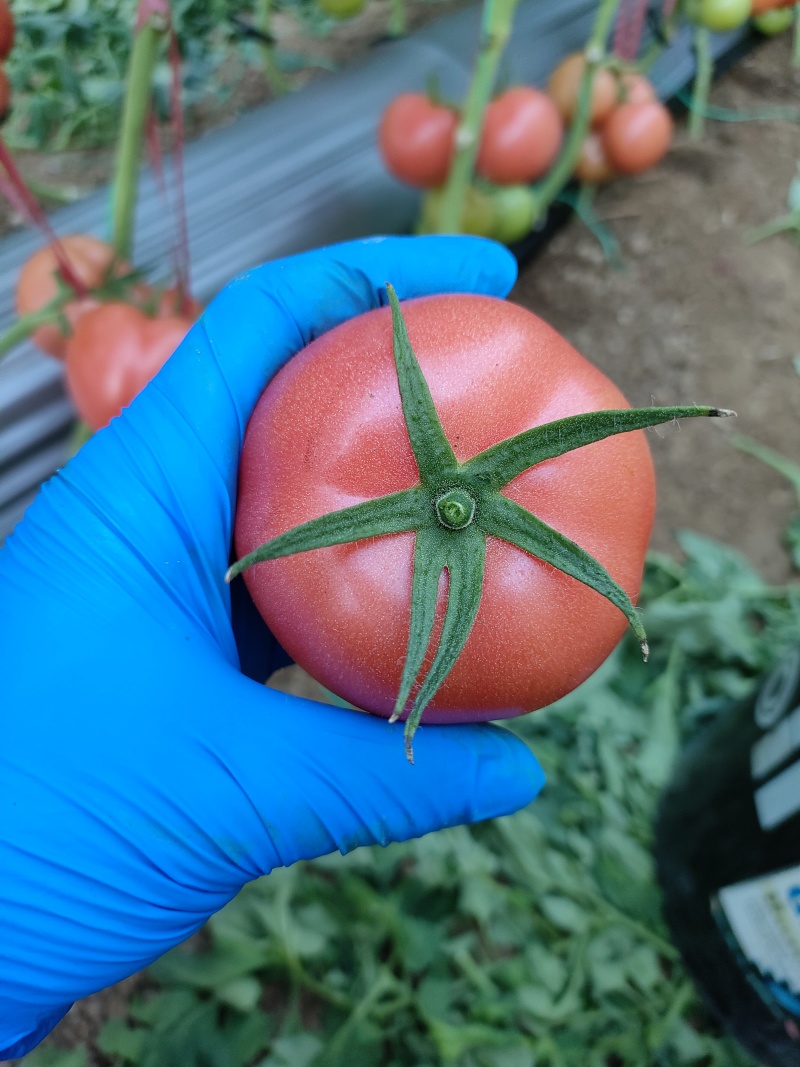 西红柿沙瓤新鲜蔬菜雄峰授粉番茄大量上市中