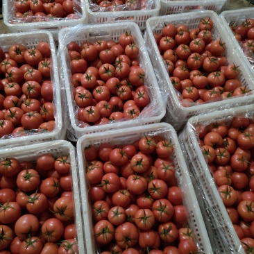 西红柿沙瓤新鲜蔬菜雄峰授粉番茄大量上市中