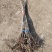红油香椿苗基地籽播苗根生苗露天大棚均可种植现挖苗