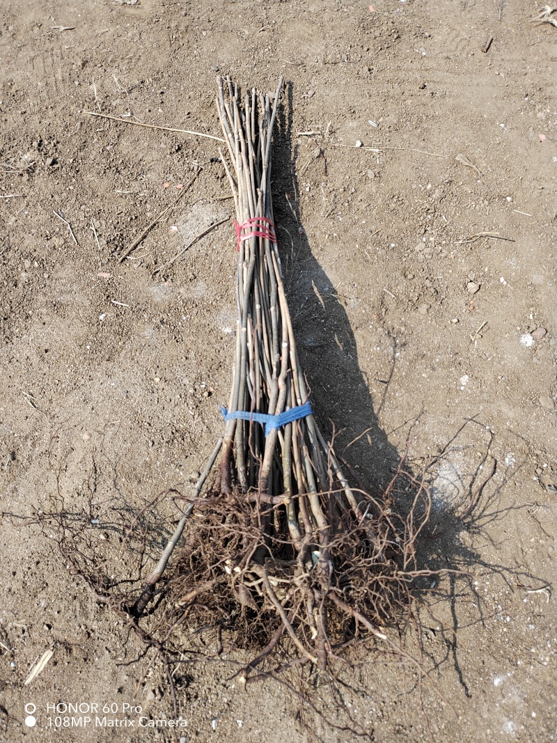 红油香椿苗基地籽播苗根生苗露天大棚均可种植现挖苗
