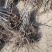 红油香椿苗基地籽播苗根生苗露天大棚均可种植现挖苗