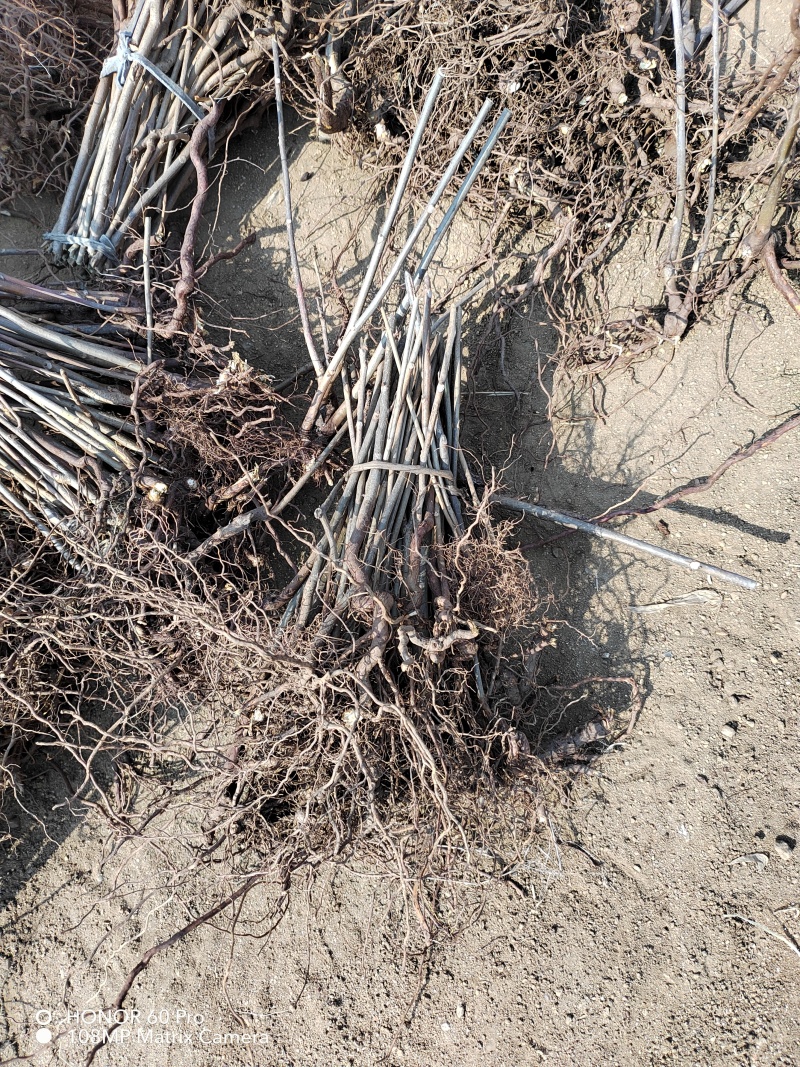 红油香椿苗基地籽播苗根生苗露天大棚均可种植现挖苗