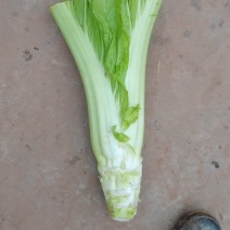棒棒菜圆叶棒菜10亩地