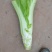 棒棒菜圆叶棒菜10亩地