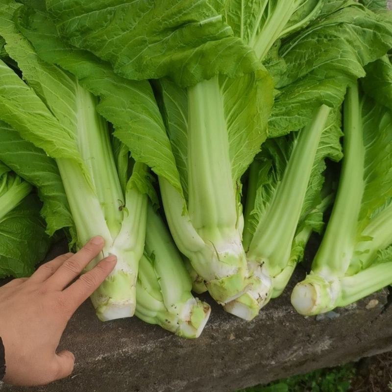 棒棒菜圆叶棒菜10亩地