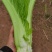 棒棒菜圆叶棒菜10亩地