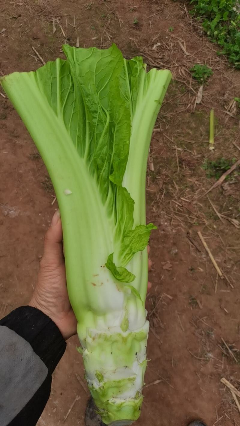 棒棒菜圆叶棒菜10亩地