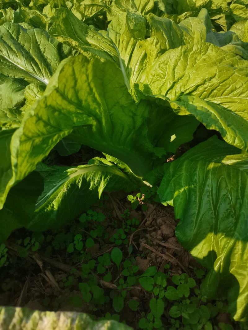 棒棒菜圆叶棒菜10亩地