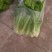 棒棒菜圆叶棒菜10亩地