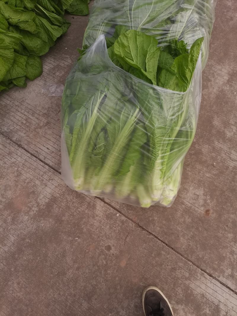 棒棒菜圆叶棒菜10亩地
