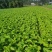 棒棒菜圆叶棒菜10亩地