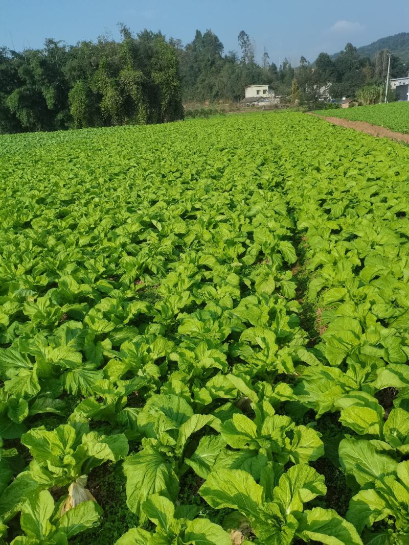 棒棒菜圆叶棒菜10亩地