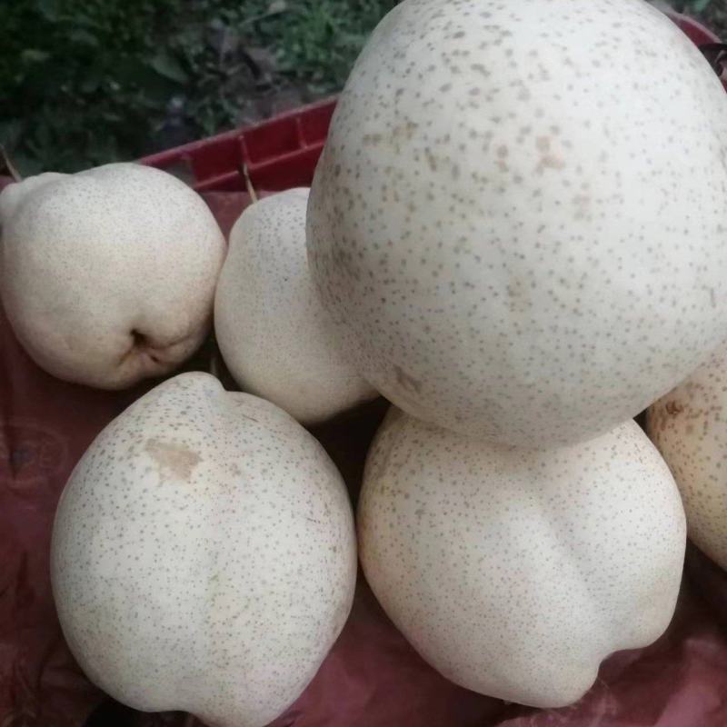 山农酥梨个大核小，酥脆无渣，量大价优欢迎垂询！