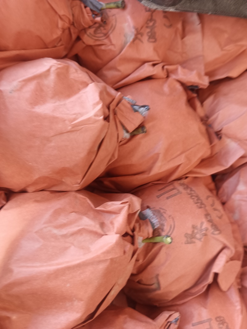 景泰精品皇冠梨，皮溥肉厚，口感香甜，光泽亮丽，属于优质