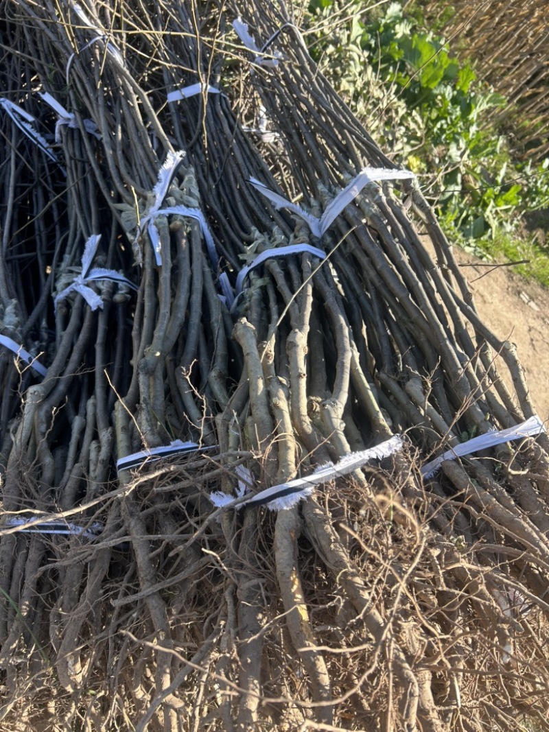 苹果树中秋王苹果华硕苹果美八苹果维纳斯苹果