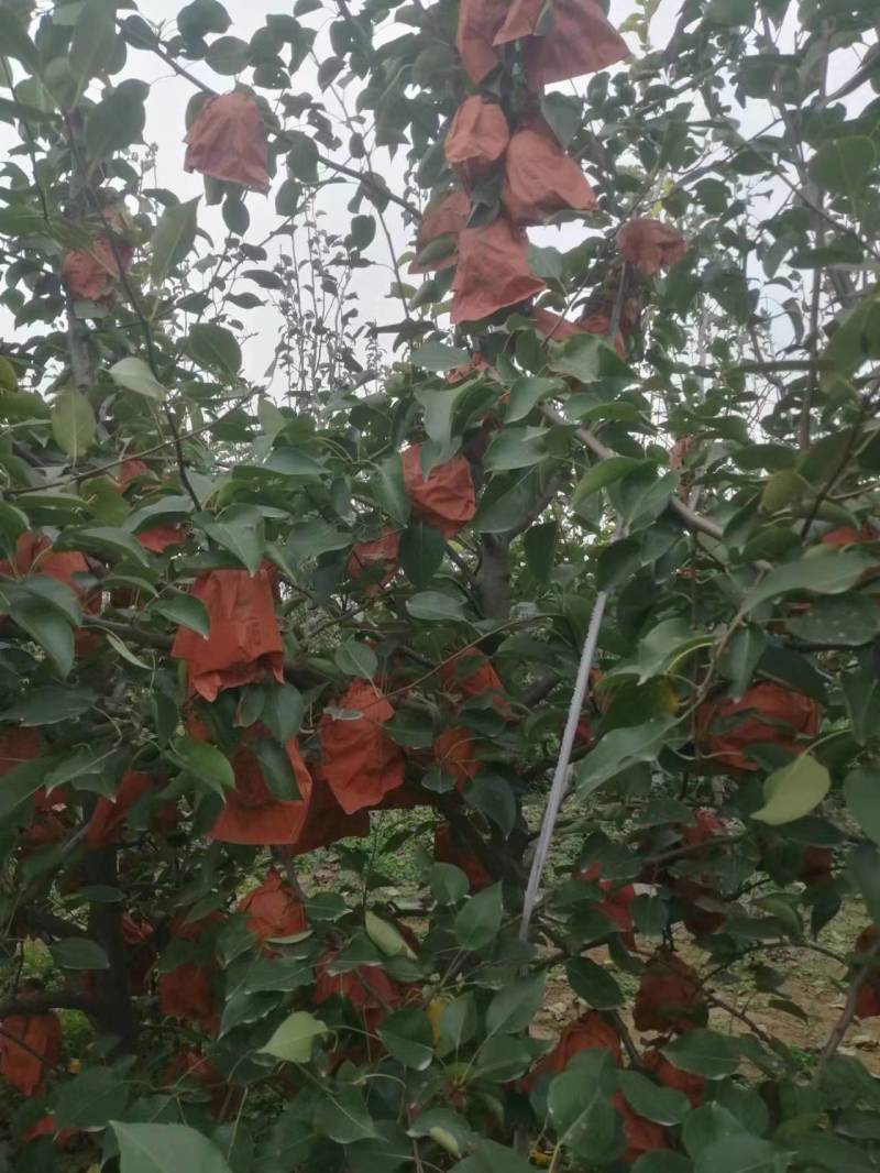 山农酥梨个大核小，酥脆无渣，量大价优欢迎垂询！