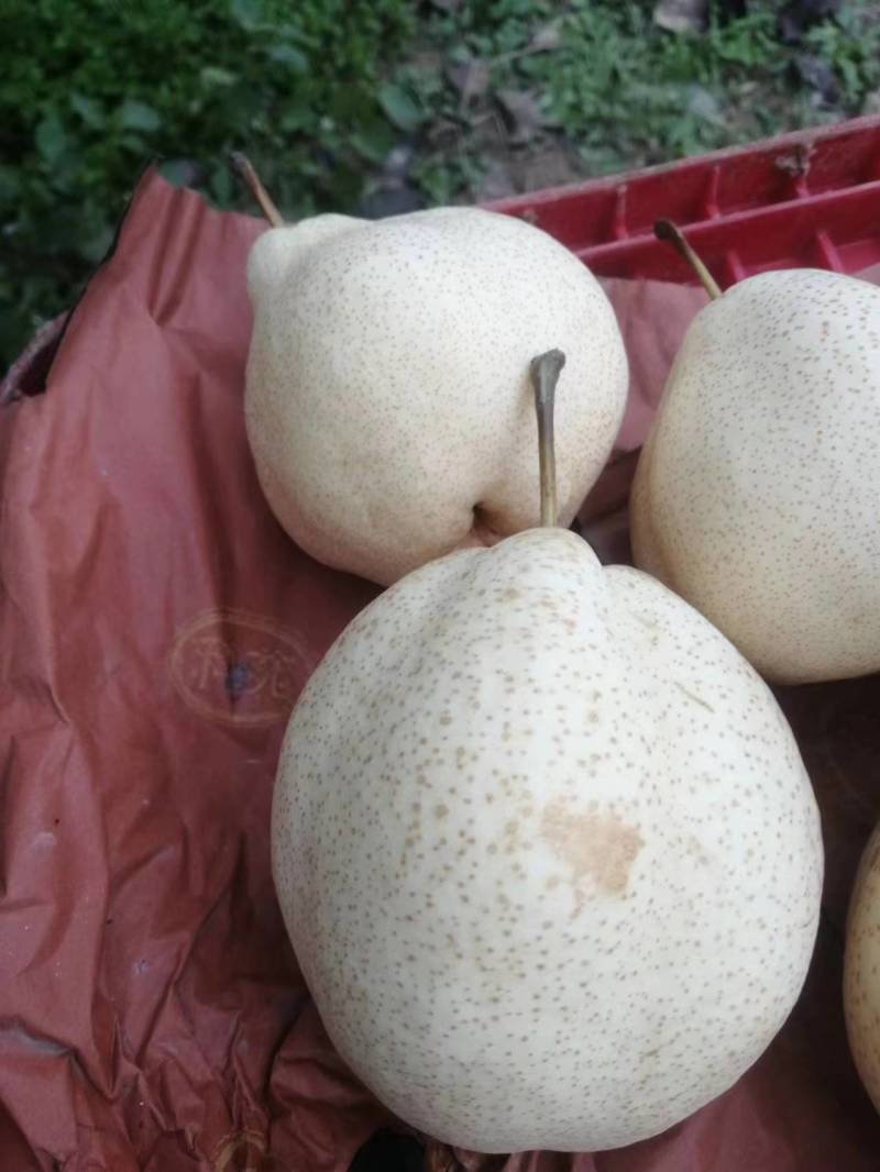 山农酥梨个大核小，酥脆无渣，量大价优欢迎垂询！