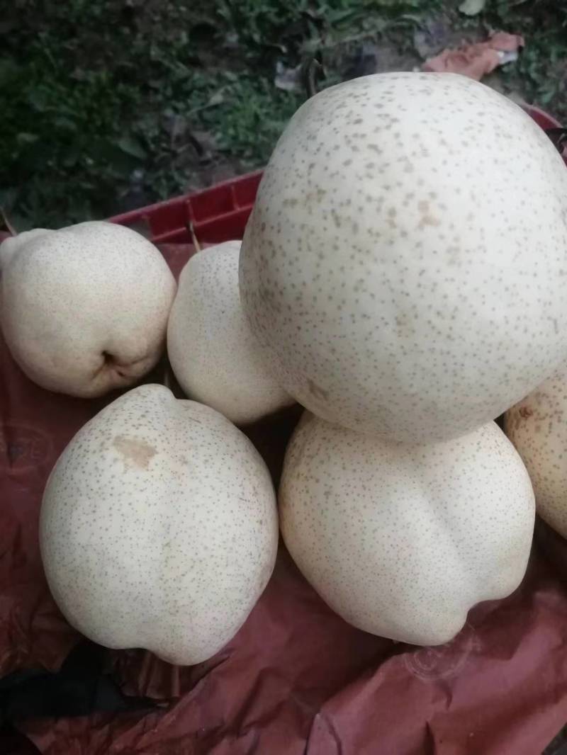 山农酥梨个大核小，酥脆无渣，量大价优欢迎垂询！