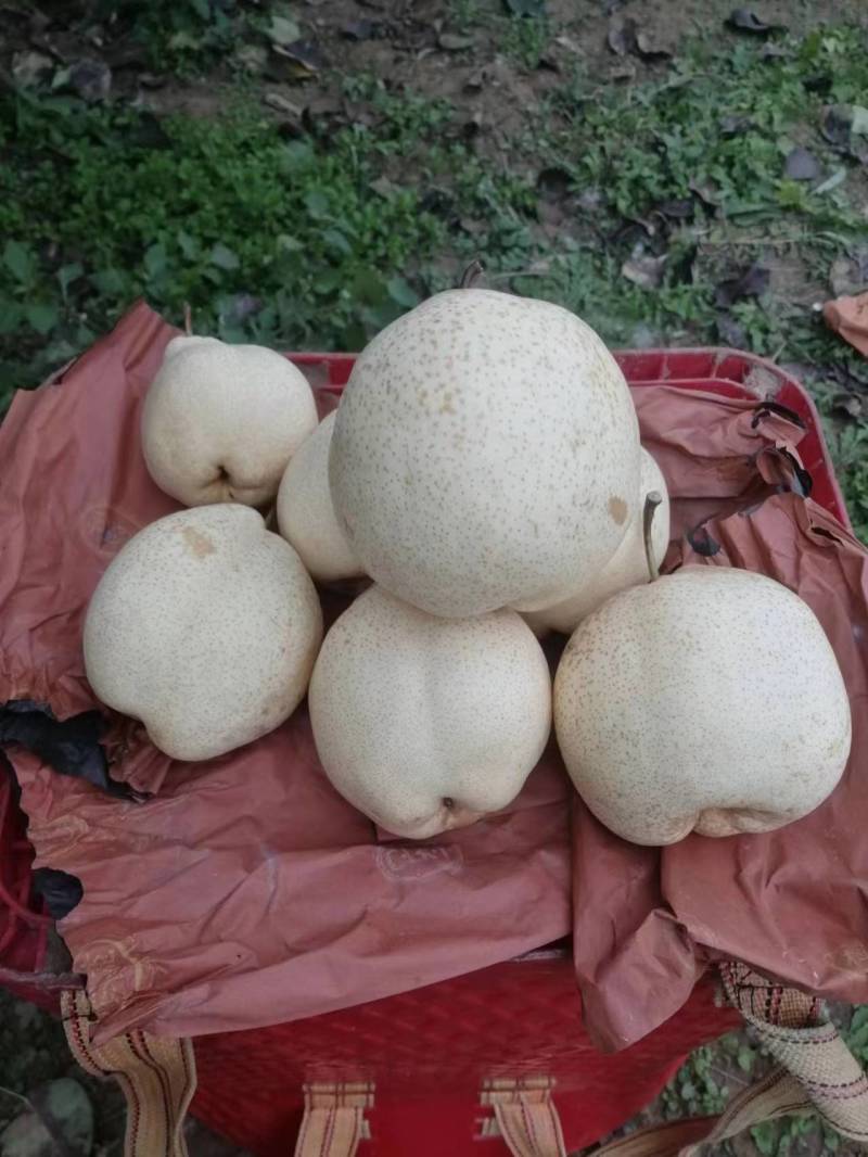 山农酥梨个大核小，酥脆无渣，量大价优欢迎垂询！