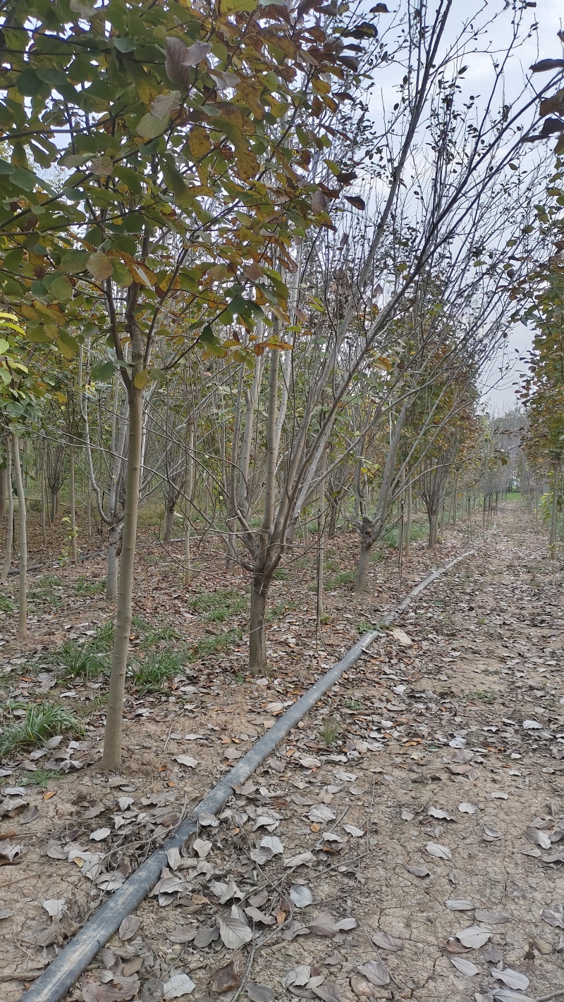 8公分9公分10公分西府海棠价格