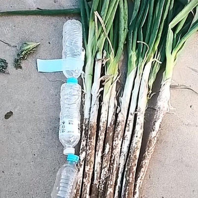 大葱大量供应