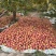 新疆阿克苏苹果冰糖心苹果产地直发品质保障量大优惠
