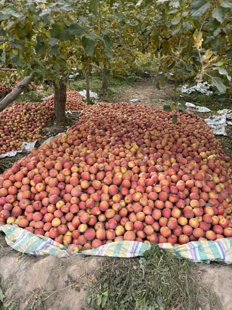 新疆阿克苏苹果冰糖心苹果产地直发品质保障量大优惠
