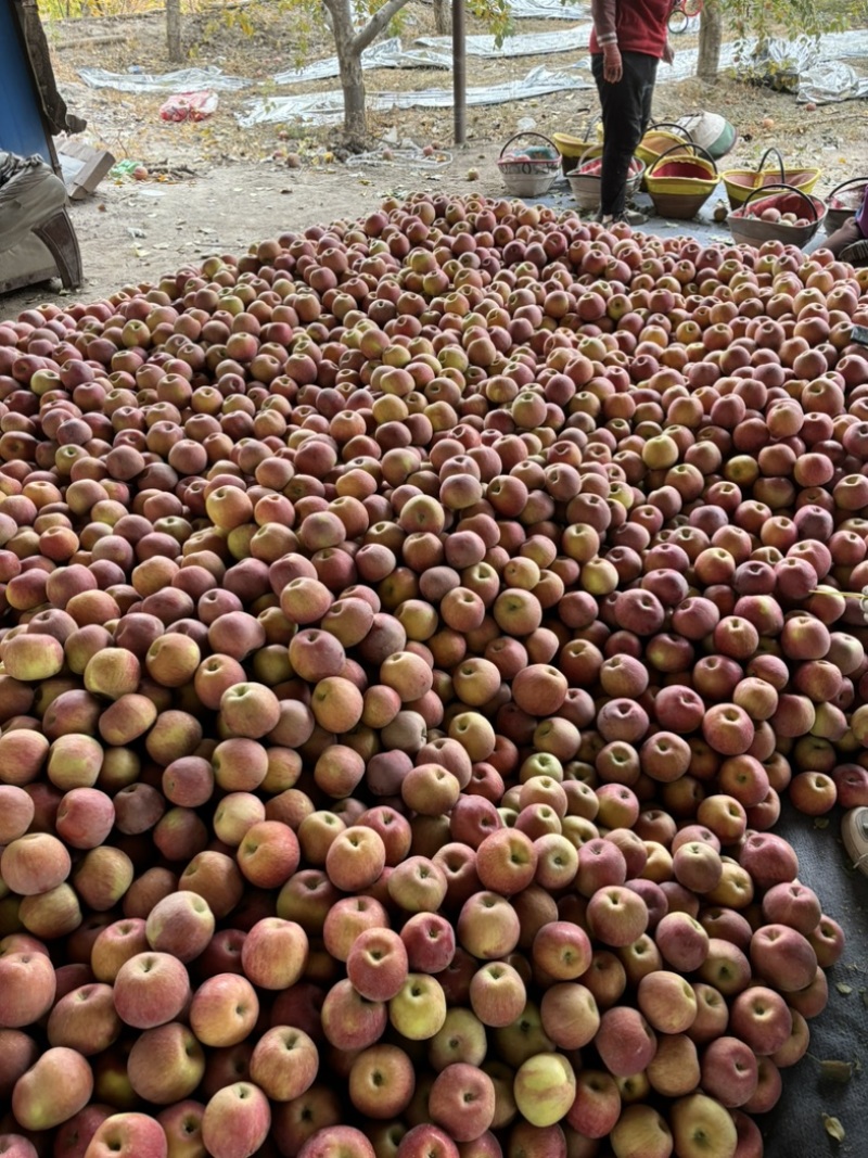 新疆阿克苏苹果冰糖心苹果产地直发品质保障量大优惠