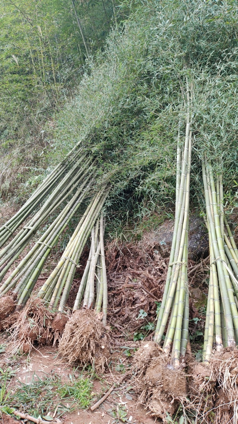 楠竹雅安货源，可支持视频和现场看货，直销