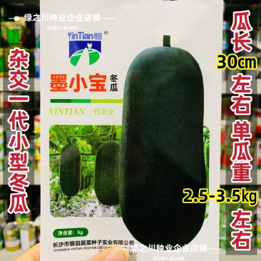 小黑冬瓜种子杂交迷你冬瓜墨小宝黑皮种子早熟高产墨绿色冬瓜