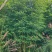 慈竹大量有货，长期出售，可支持视频看货
