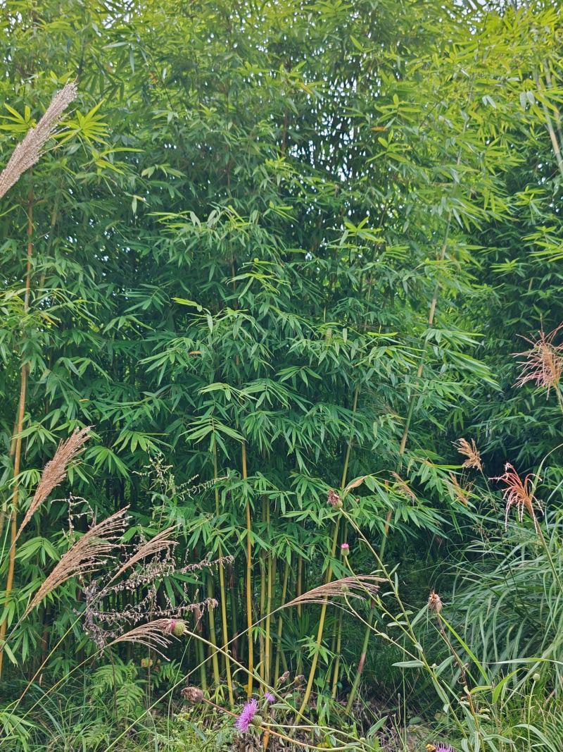 慈竹大量有货，长期出售，可支持视频看货