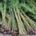 慈竹大量有货，长期出售，可支持视频看货