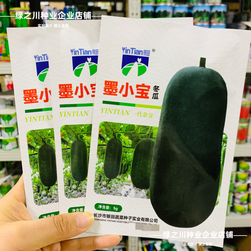 小黑冬瓜种子杂交迷你冬瓜墨小宝黑皮种子早熟高产墨绿色冬瓜