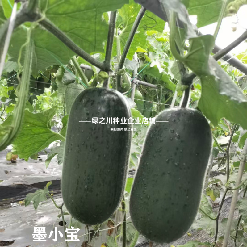 小黑冬瓜种子杂交迷你冬瓜墨小宝黑皮种子早熟高产墨绿色冬瓜