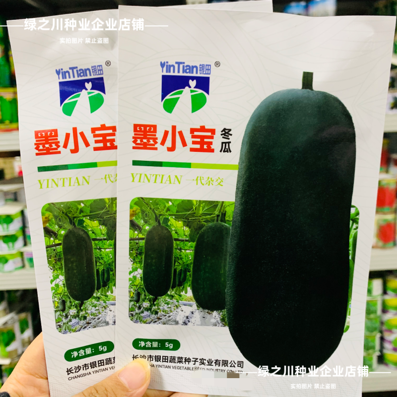 小黑冬瓜种子杂交迷你冬瓜墨小宝黑皮种子早熟高产墨绿色冬瓜