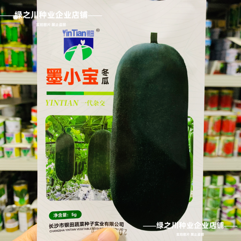 小黑冬瓜种子杂交迷你冬瓜墨小宝黑皮种子早熟高产墨绿色冬瓜
