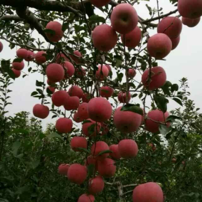 苹果树中秋王苹果华硕苹果美八苹果维纳斯苹果
