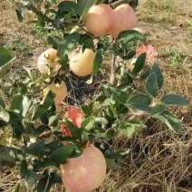 苹果树鲁丽苹果华硕苹果烟富苹果苗中秋王美八，
