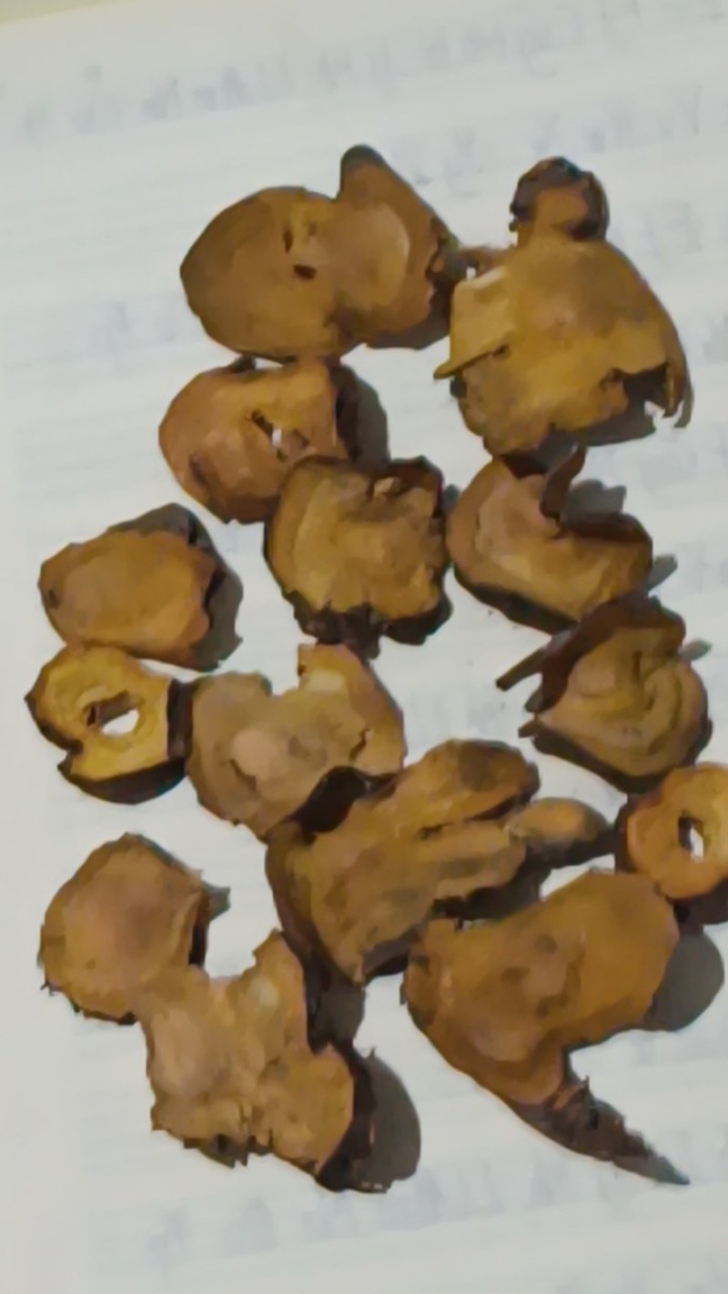 野生土大黄