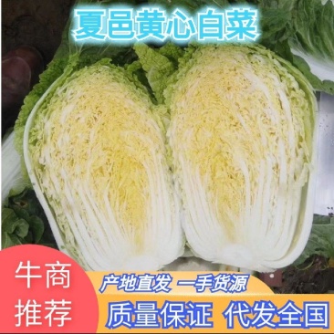 【精选】夏邑万亩黄心大白菜青杂3号大白菜大量供货