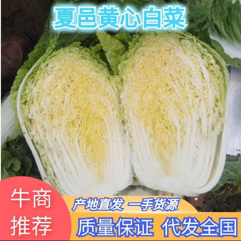 【精选】夏邑万亩黄心大白菜青杂3号大白菜大量供货