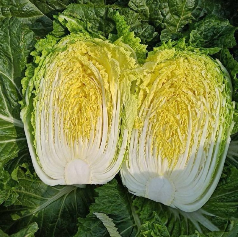 【精选】夏邑万亩黄心大白菜青杂3号大白菜大量供货