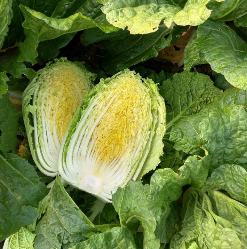 【精选】夏邑万亩黄心大白菜青杂3号大白菜大量供货