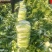 【精选】夏邑万亩黄心大白菜青杂3号大白菜大量供货