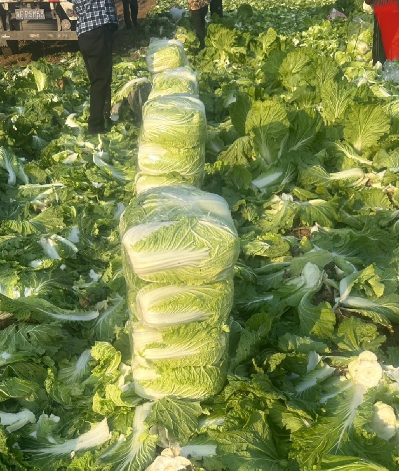 【精选】夏邑万亩黄心大白菜青杂3号大白菜大量供货