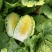 【精选】夏邑万亩黄心大白菜青杂3号大白菜大量供货