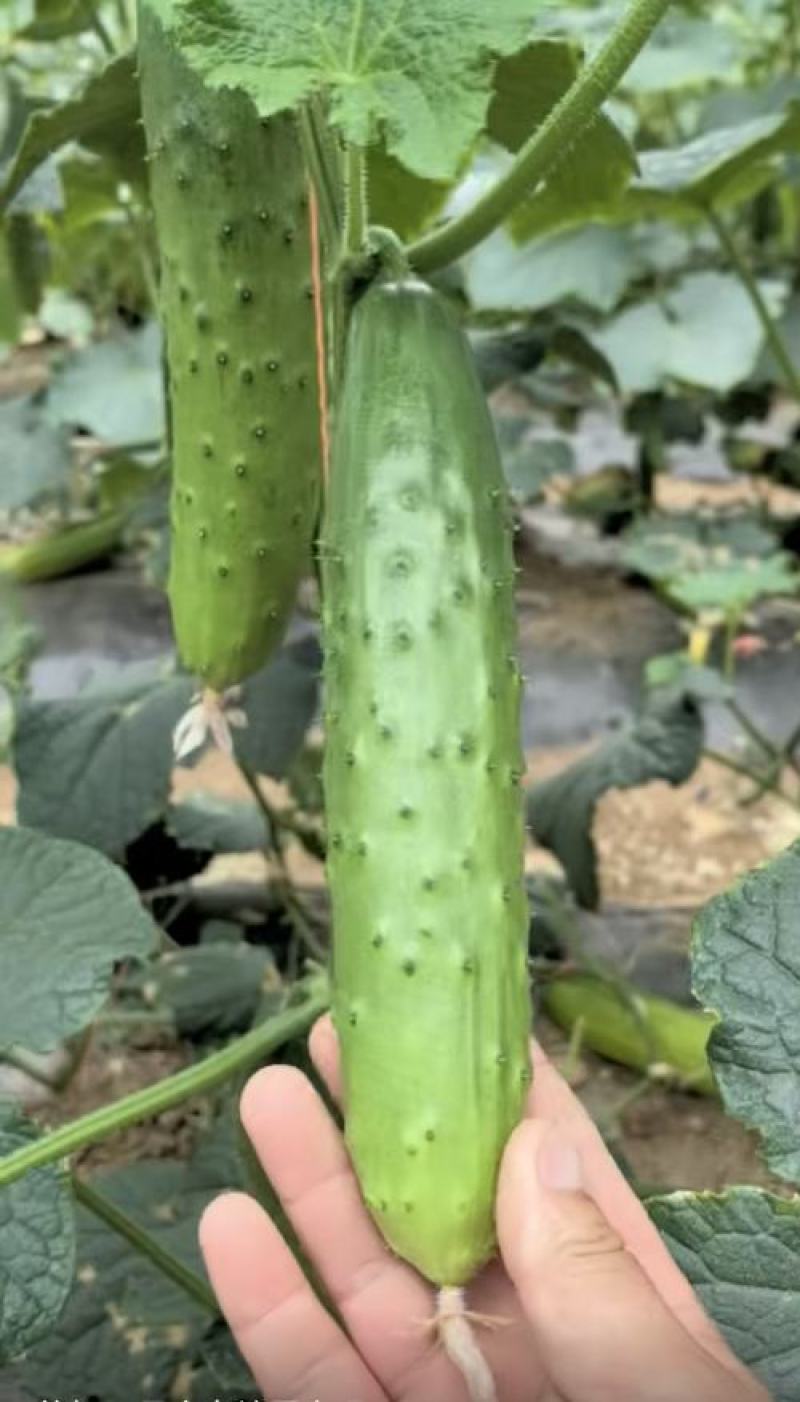 水果黄瓜种子圣剑20全雌稀刺瘤甜脆型结瓜多黄瓜味浓