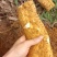 野生风铃铁棍山药