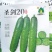水果黄瓜种子圣剑20全雌稀刺瘤甜脆型结瓜多黄瓜味浓